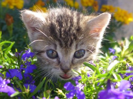 Tierarztpraxis Kujus - Verhaltenstherapie u TCM / Akupunktur