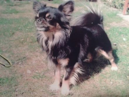 Armanie of the Flying Stars