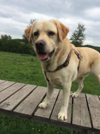 Glückspilze - Hundebetreuung und Hundetraining