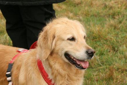 Glückspilze - Hundebetreuung und Hundetraining