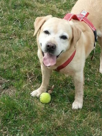 Glückspilze - Hundebetreuung und Hundetraining