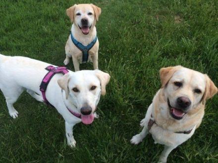 Glückspilze - Hundebetreuung und Hundetraining