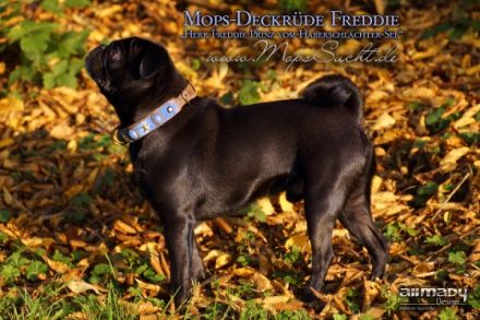 Herr Freddie Prinz vom-Haberschlachter-See