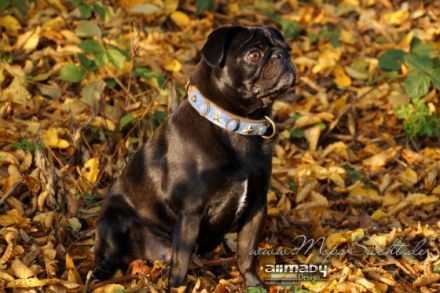 Herr Freddie Prinz vom-Haberschlachter-See