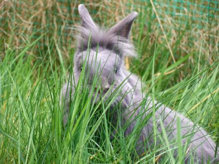 Tierheilpraxis & Kleintierpension MayaLuna