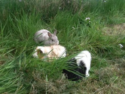 Tierheilpraxis & Kleintierpension MayaLuna