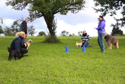 Mensch und Hund im Fokus