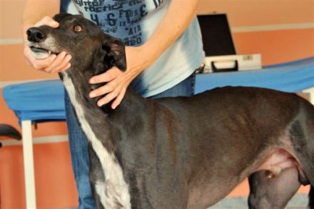 Snowy`s Tierheilpraxis