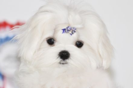 White Star of Eternity