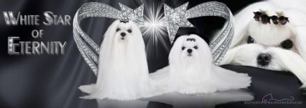 White Star of Eternity