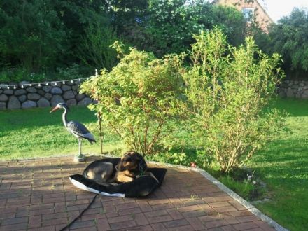 Privathaushalt: 1 klein bis mittelgroßen Hund auf