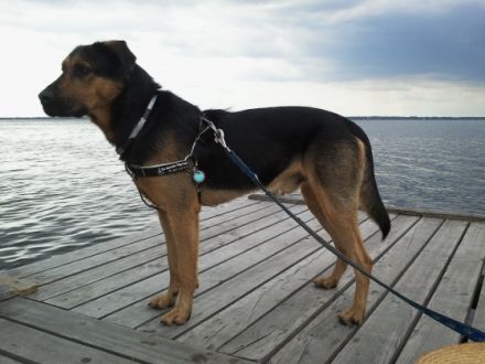 Privathaushalt: 1 klein bis mittelgroßen Hund auf