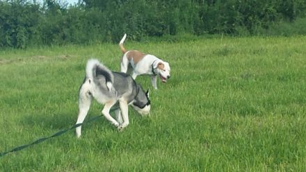 Hundepension Dog on the mountain
