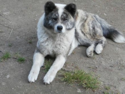 Deckrüde Kichiro Tomimopa