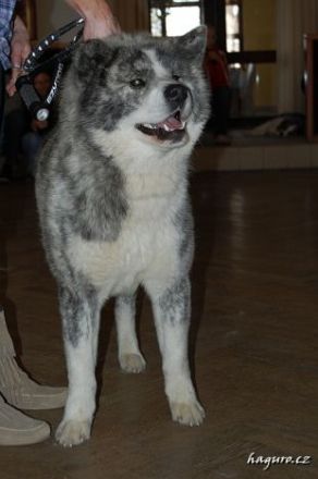 Deckrüde Kichiro Tomimopa