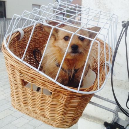 Radreisen mit Hund im Bayerischen Wald