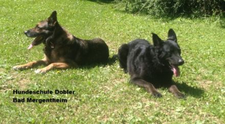 Hundeschule Dobler