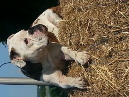 Hundeschule Dog-Matik