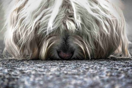 Hundeschule Schnüffelnase