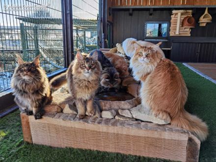 Maine Coon Castle