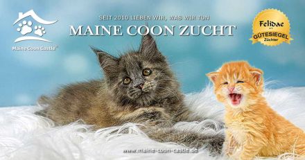 Maine Coon Castle