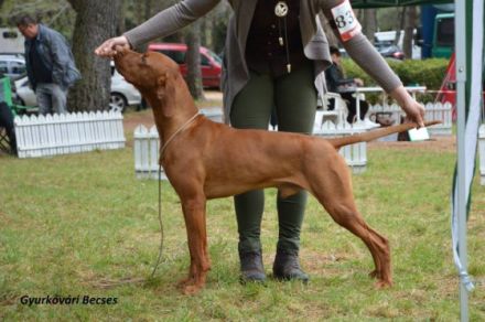 CH Gyurkóvári Becses - ˝Lux˝