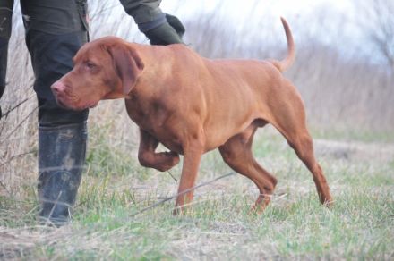 CH Gyurkóvári Becses - ˝Lux˝