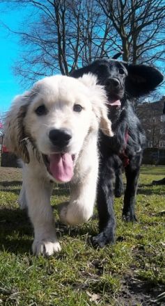 Hundeschule - Michaela Runge