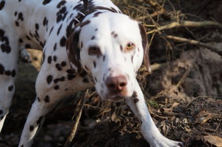 Fellgefaehrten Gabi Dahms mobile Hundeschule