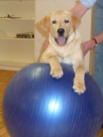 Die HundePhysioPraxis Christine von Kreß