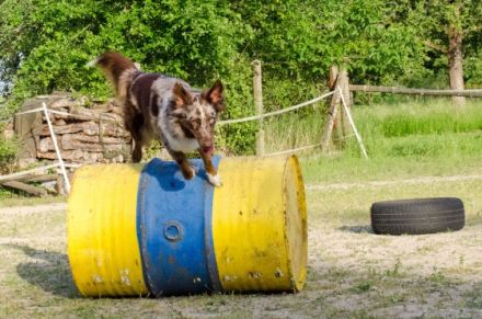 Hundeschule Anna Lange