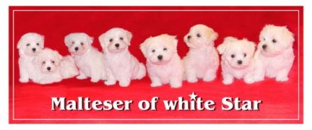 Malteser of white Star