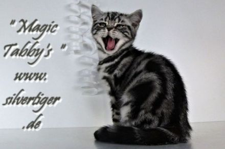 Magic Tabby's
