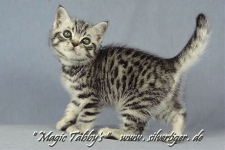 Magic Tabby's