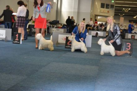 Ch. The Dashing Devil`s Touch Down