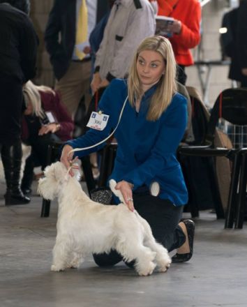 Ch. The Dashing Devil`s Touch Down