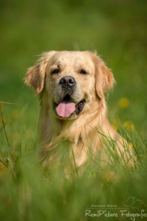 Henry vom Gälmacker