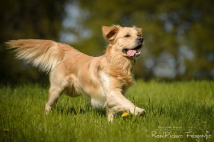 Henry vom Gälmacker