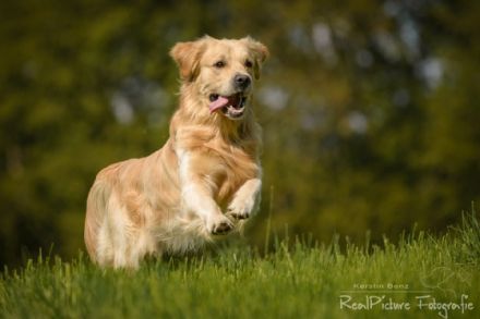 Henry vom Gälmacker