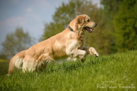Henry vom Gälmacker
