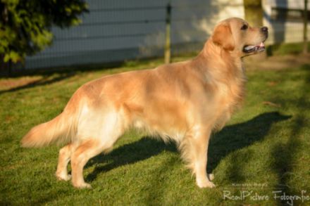 Henry vom Gälmacker