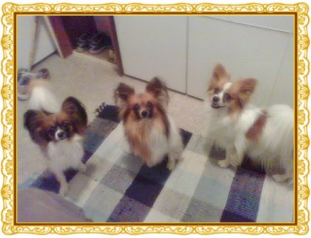 Mariposa de la Noche