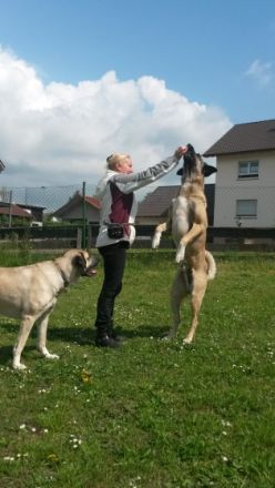 Hundefreunde Faulbach e.V.