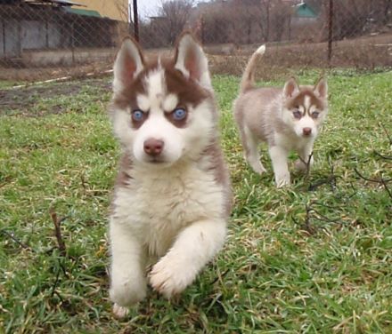 Husky puppies