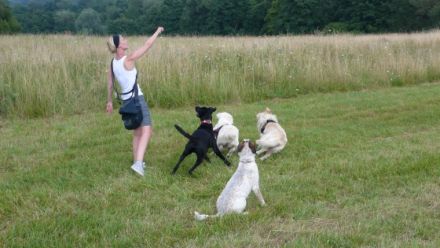 DOGWALK Koblenz - Hundeausführservice