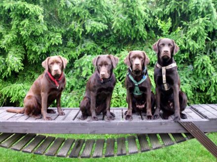 Mobile Praxis für Tiernaturheilkunde Sabine Rothe