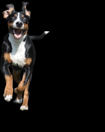 Dog's Angel - Hundeschule a.d. Bergstrasse