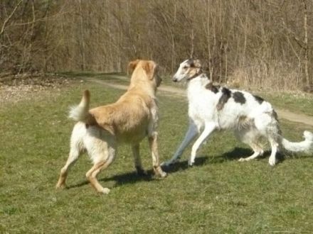 Dog's Angel - Hundeschule a.d. Bergstrasse