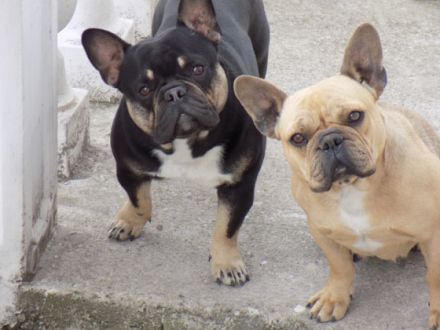 Brillinat french bulldog