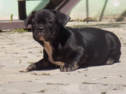 Brillinat french bulldog